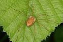 Rilaena_triangularis_D6133_Z_90_Les Gris_Frankrijk